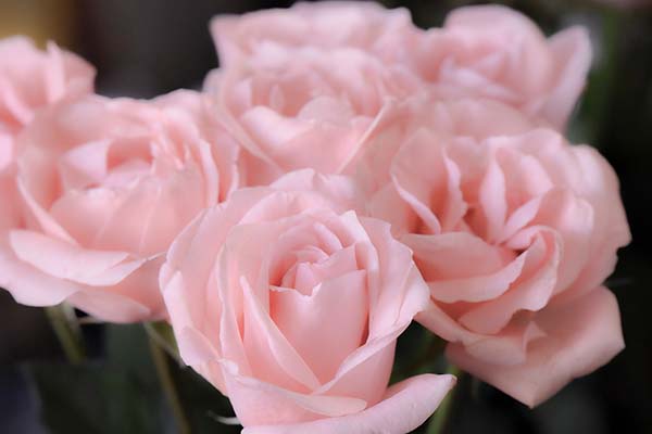 bunch of pink roses thumbnail