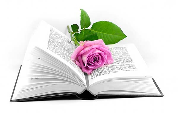 pink rose on an open book thumbnail