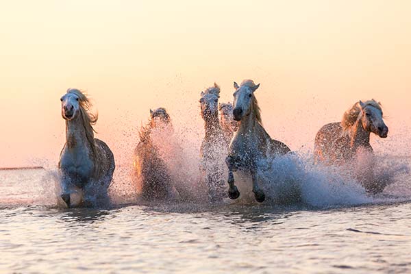 medium group of white horses running in the ocean